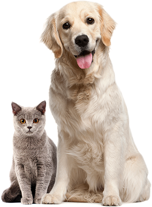 pets image