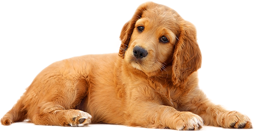 little dog