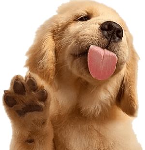 puppy image