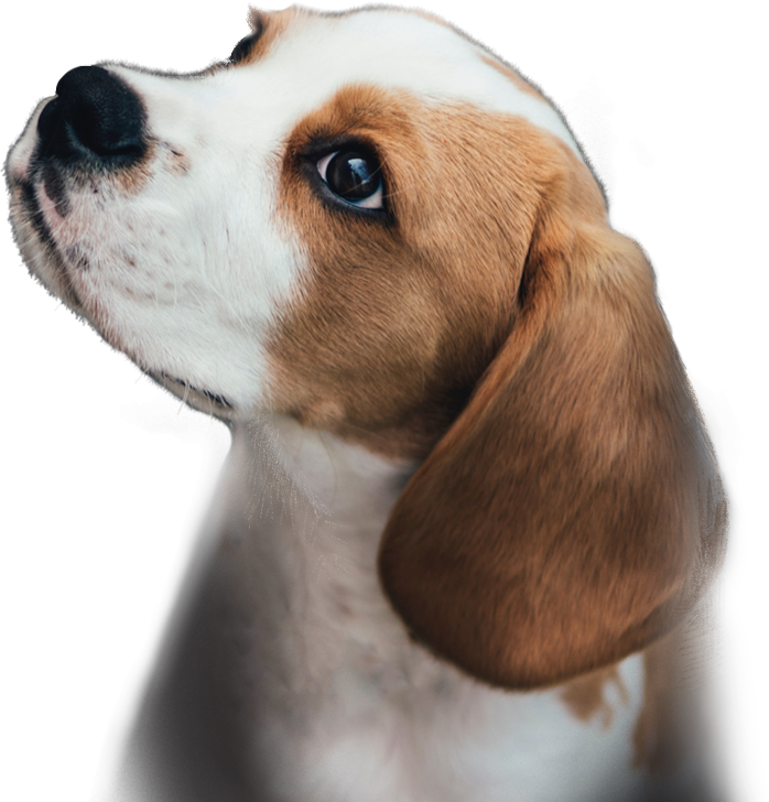 puppy image